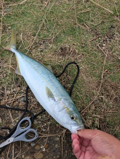 ワカシの釣果