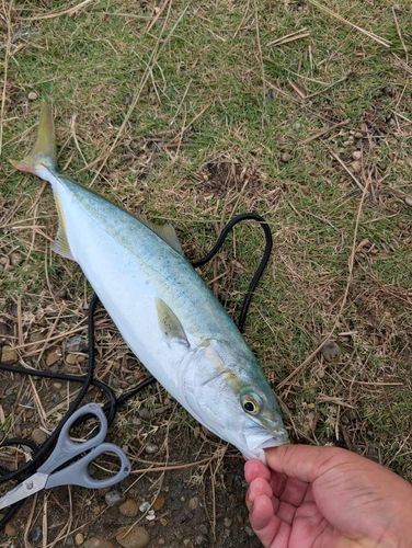 ワカシの釣果