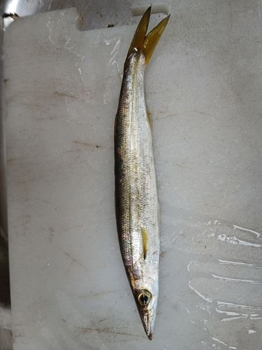 カマスの釣果