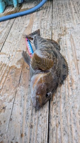 アイナメの釣果