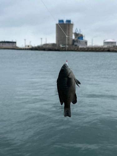 久慈漁港
