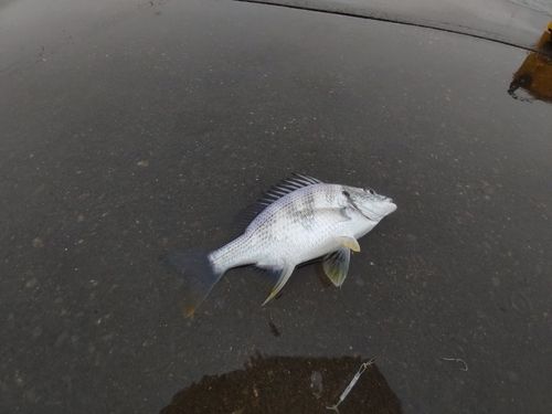 キビレの釣果