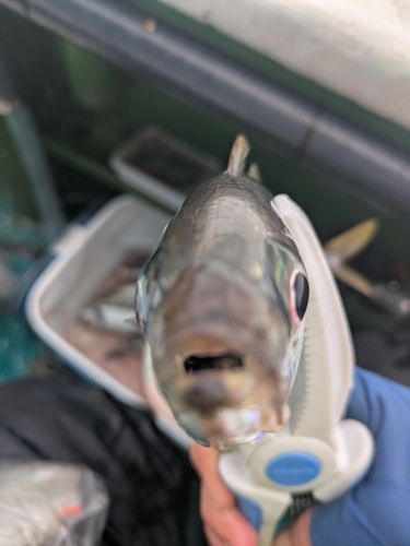 マアジの釣果