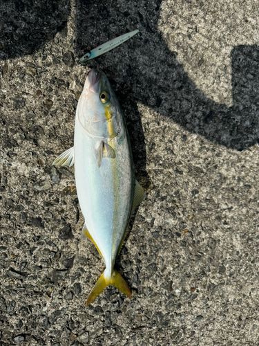 ハマチの釣果
