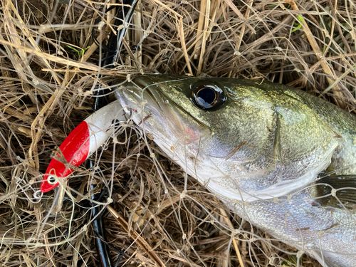 フッコ(マルスズキ)の釣果