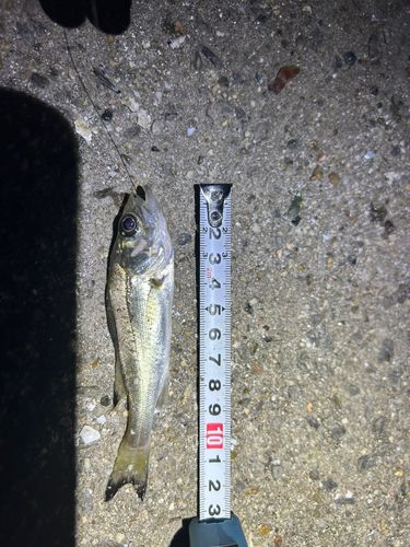 セイゴ（タイリクスズキ）の釣果