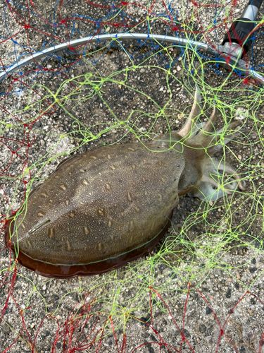 モンゴウイカの釣果