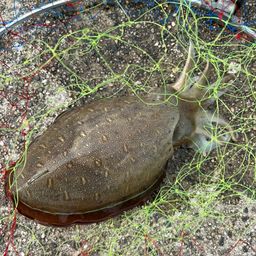 モンゴウイカ