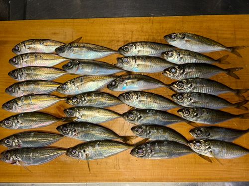 アジの釣果