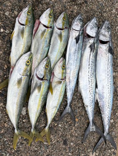 サゴシの釣果