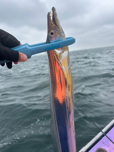 タチウオの釣果
