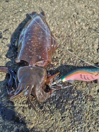 アオリイカの釣果