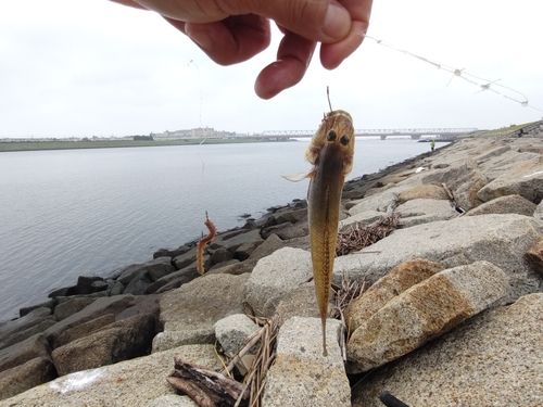 マハゼの釣果