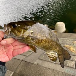 スモールマウスバス