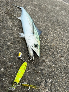 サゴシの釣果