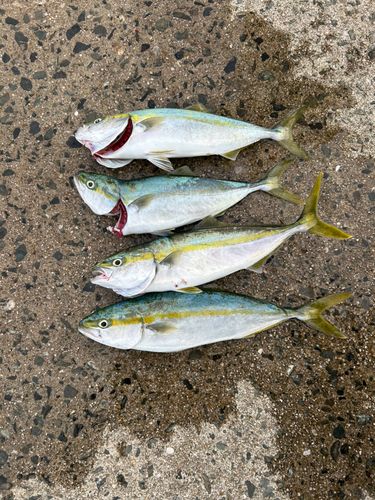 ハマチの釣果