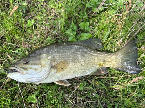 スモールマウスバスの釣果