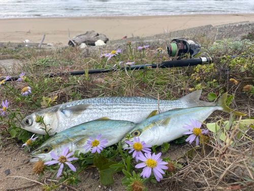 コゾクラの釣果