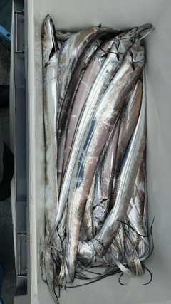 タチウオの釣果