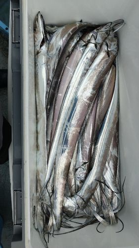 伊良湖岬