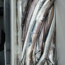 タチウオ