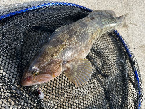 アイナメの釣果
