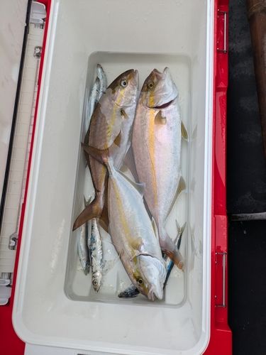 カンパチの釣果