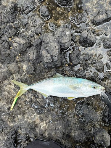 フクラギの釣果