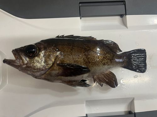 クロメバルの釣果