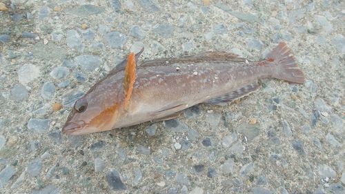 アイナメの釣果