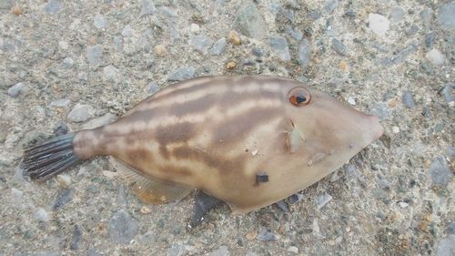 ウマヅラハギの釣果