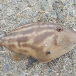 ウマヅラハギ