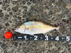 カンパチの釣果