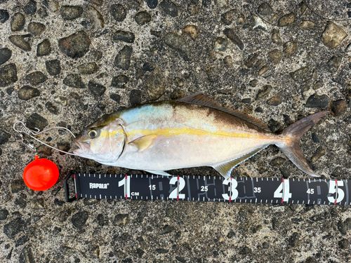 カンパチの釣果