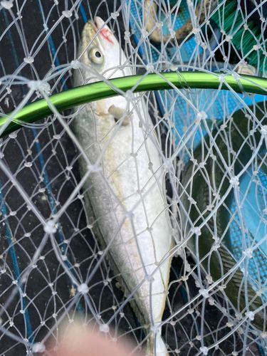 ツバスの釣果