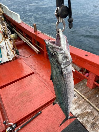サワラの釣果