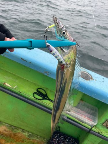 タチウオの釣果