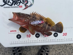 キジハタの釣果