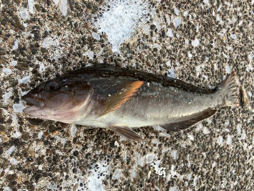 アブラコの釣果
