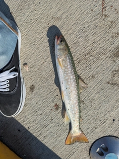 アメマスの釣果
