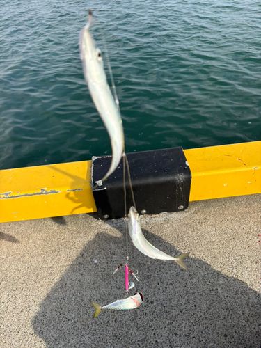 サバの釣果