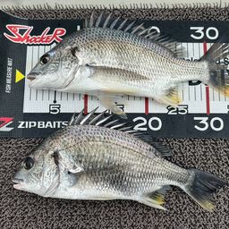 セイゴ（ヒラスズキ）