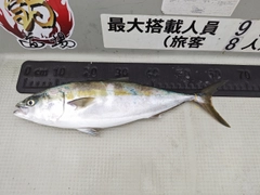 メジロの釣果