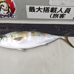 メジロ