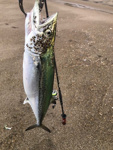 釣果