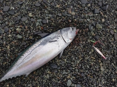 ヒラソウダの釣果