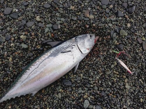 ヒラソウダの釣果