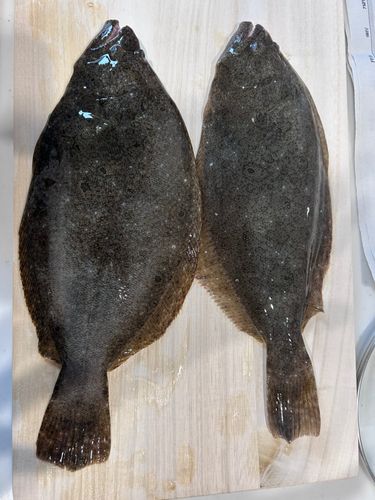 ヒラメの釣果