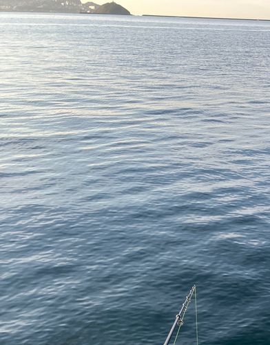 イワシの釣果