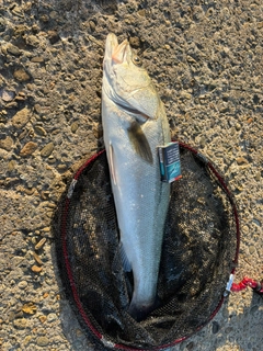 スズキの釣果